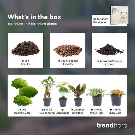 Flaschengarten-Pflanzenset „Mix“: Calathea, Ficus Ginseng, Asparagus und zwei Fittonia – Set-Inhalt ausgepackt