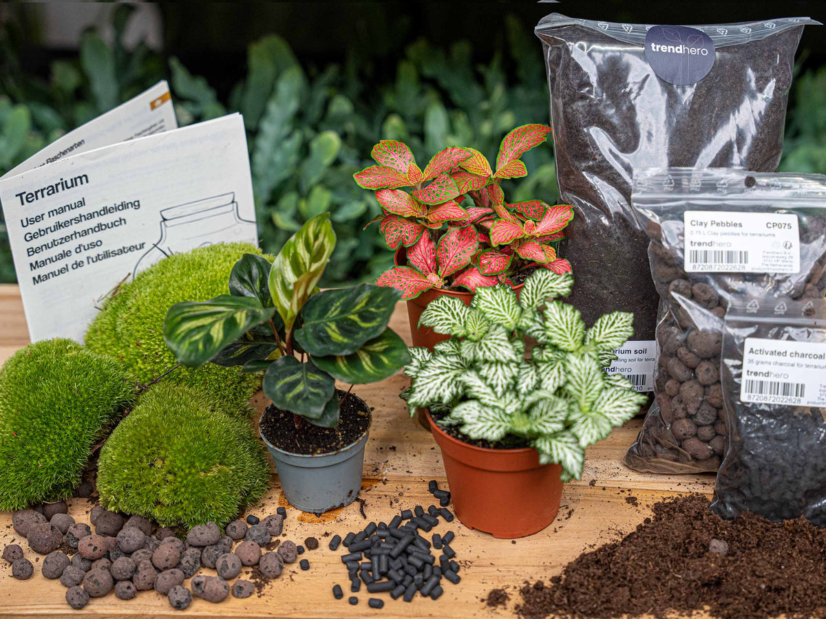Flaschengarten-Pflanzenset „Calathea makoyana“: Pfauenpflanze und zwei Fittonia mit Moos und Erde – Blattmuster im Detail