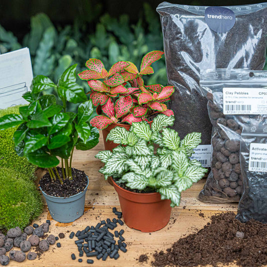 Flaschengarten-Pflanzenset „Kaffeepflanze“: Coffea arabica und zwei Fittonia mit Moos und Erde – Pflanzen im Detail