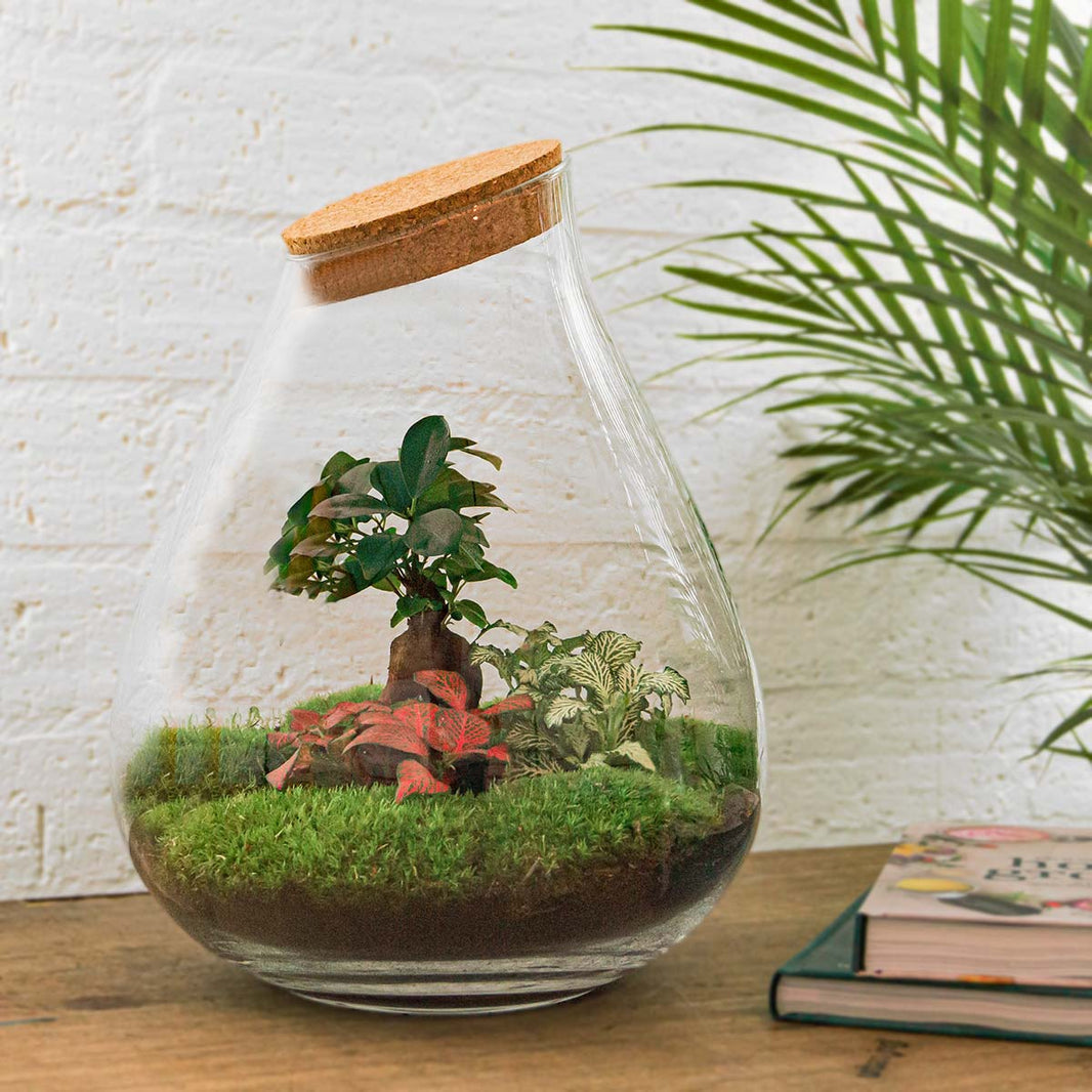 Pflanzen im Glas: Flaschengarten Drop XL Bonsai ↕37cm / ⌀29Cm