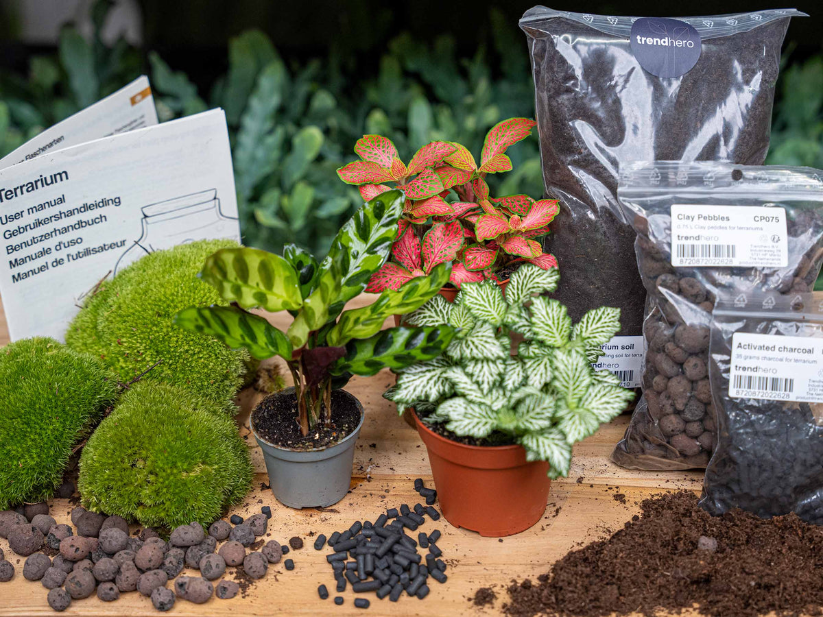 Flaschengarten-Pflanzenset „Calathea lancifolia“: Klapperschlangenpflanze und zwei Fittonia – Pflanzen im Detail
