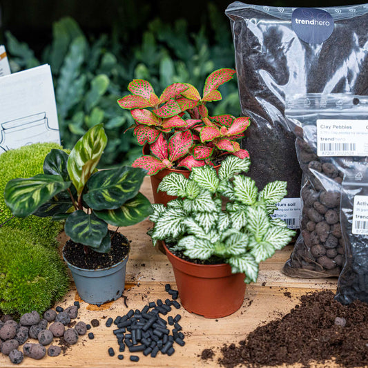Flaschengarten-Pflanzenset „Calathea makoyana“: Pfauenpflanze und zwei Fittonia mit Moos und Erde – Pflanzen im Detail