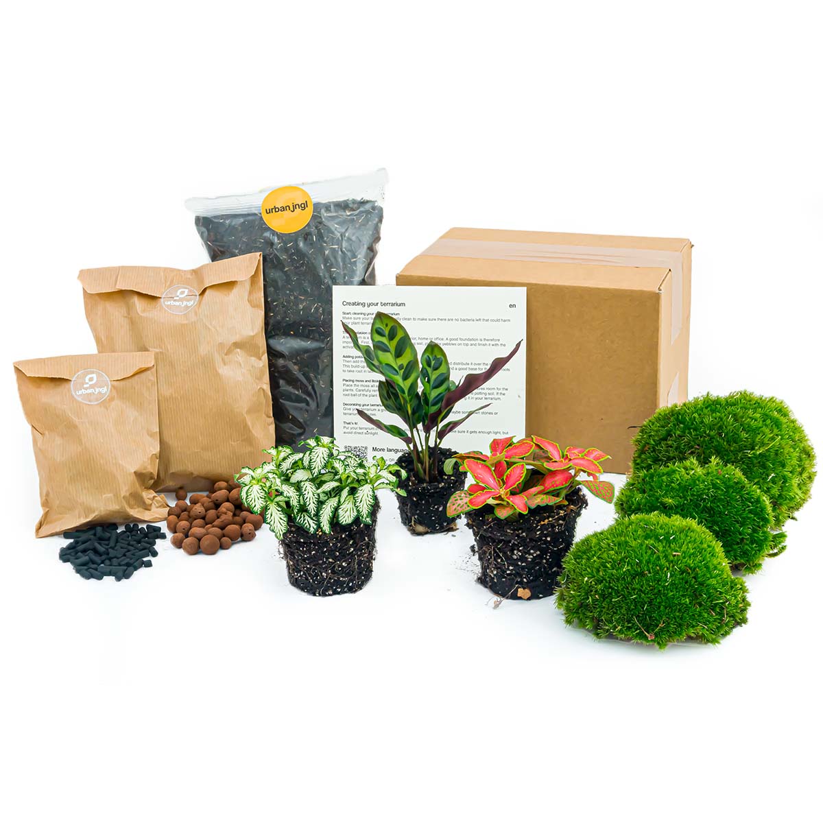 Flaschengarten-Pflanzenset „Calathea lancifolia“: Klapperschlangenpflanze und zwei Fittonia – Set-Inhalt mit Pflanzen