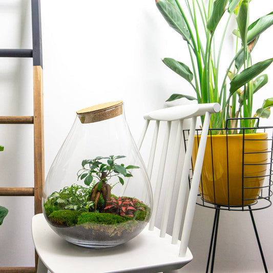 Pflanzen im Glas: Flaschengarten Drop XL Bonsai ↕37cm / ⌀29Cm