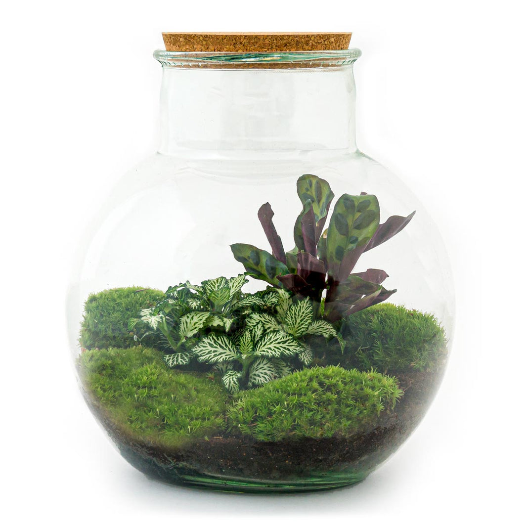 Teddy Flaschengarten im Glas botanische Pflanzen ↕27cm / ⌀25Cm - Everspring