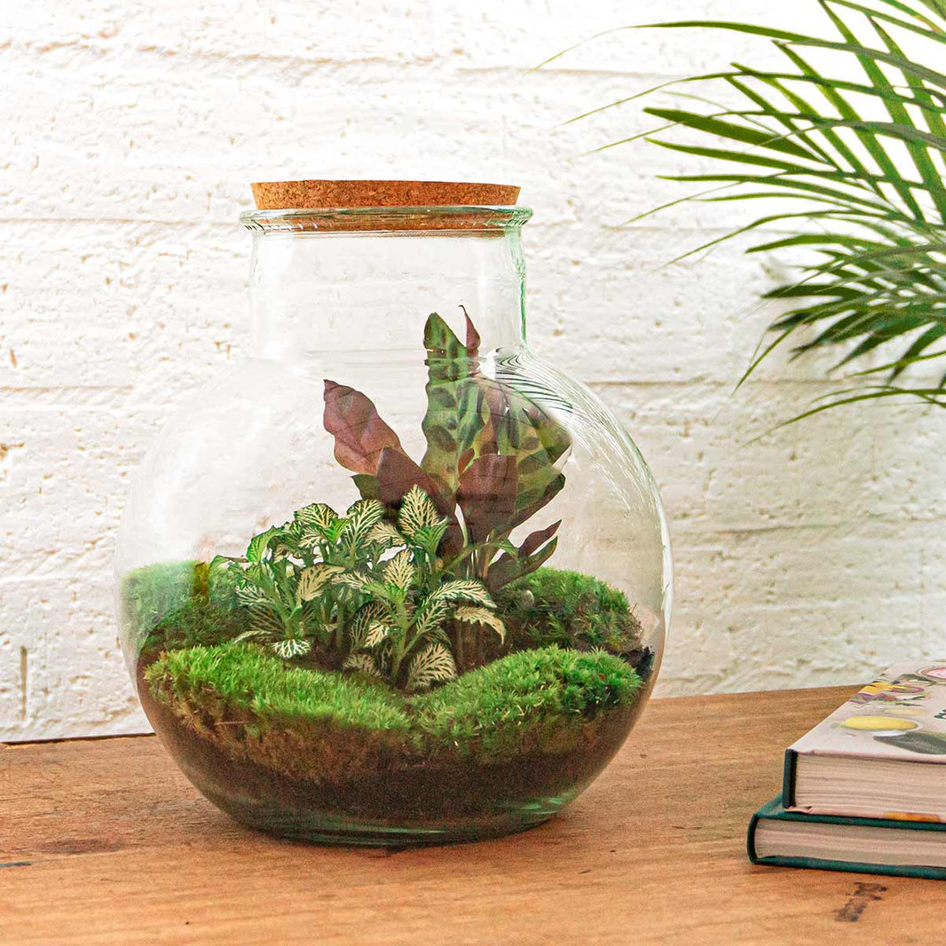 Teddy Flaschengarten im Glas botanische Pflanzen ↕27cm / ⌀25Cm