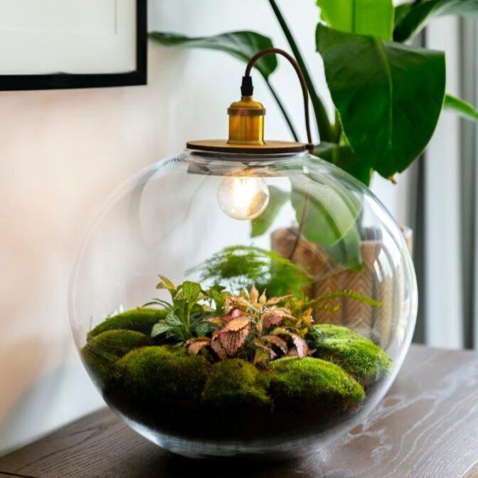 Flaschengarten mit Lampe "Demeter" - ↑ 37cm