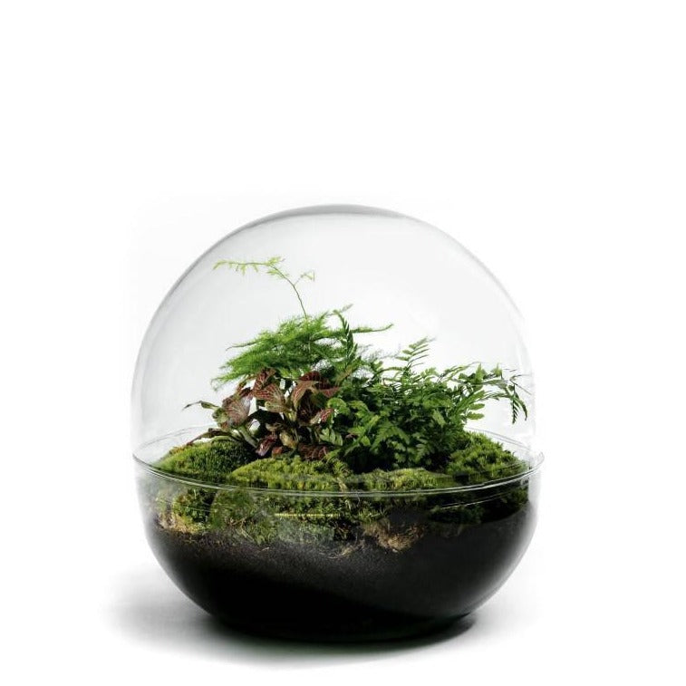 Biodome Flaschengarten im Glas botanisch ↕30cm / ⌀30Cm - Growing Concepts