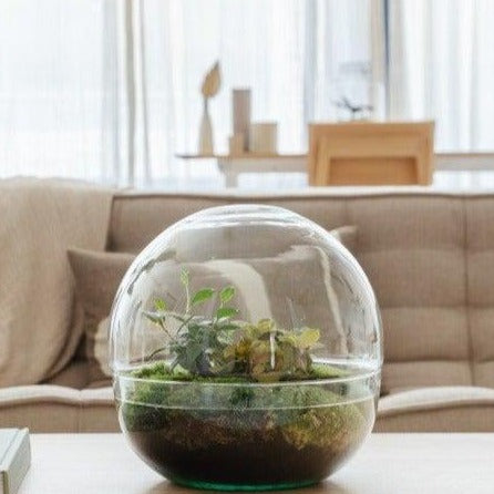 Biodome Flaschengarten im Glas botanisch ↕30cm / ⌀30Cm - Growing Concepts