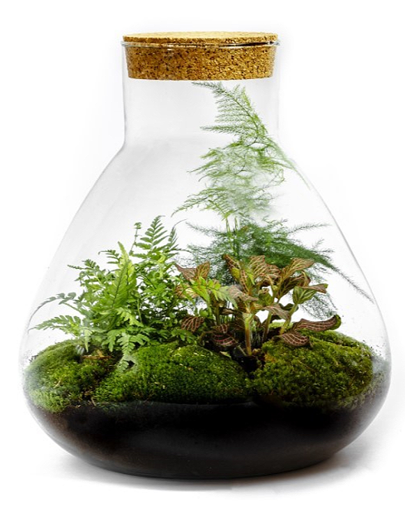 Flaschengarten Ökosystem: Pflanzen im Glas "Erlenmeyer" ↑35cm / ⌀30cm - Growing Concepts