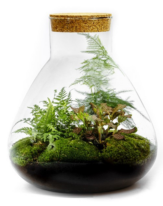 Flaschengarten Ökosystem: Pflanzen im Glas "Erlenmeyer" ↑35cm / ⌀30cm