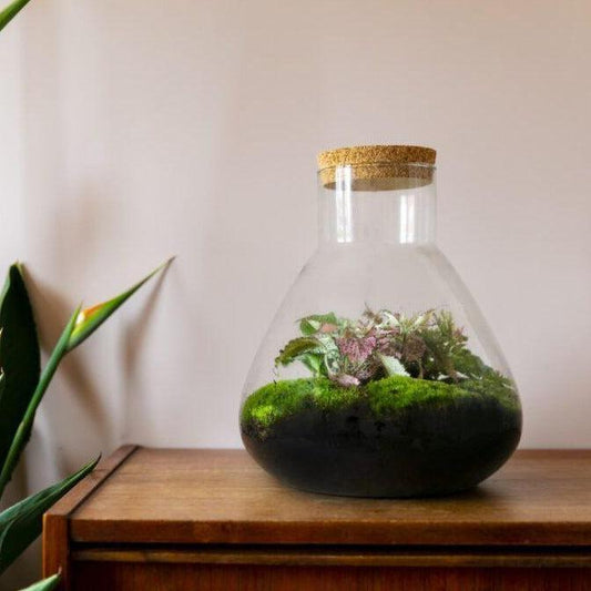 Flaschengarten Ökosystem: Pflanzen im Glas "Erlenmeyer" ↑35cm / ⌀30cm - Growing Concepts