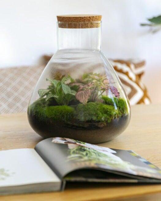 Flaschengarten Ökosystem: Pflanzen im Glas "Erlenmeyer" ↑35cm / ⌀30cm - Growing Concepts