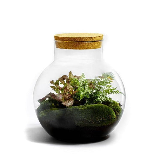 Flaschengarten im Glas: Biotop "Bolder" ↕30 cm / ⌀28 cm