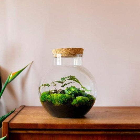 Flaschengarten im Glas: Biotop "Bolder" ↕30 cm / ⌀28 cm - Growing Concepts