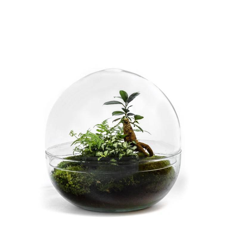Biodome Flaschengarten Ökosystem im Glas Ficus Ginseng Bonsai ↕30cm / ⌀30cm - Growing Concepts