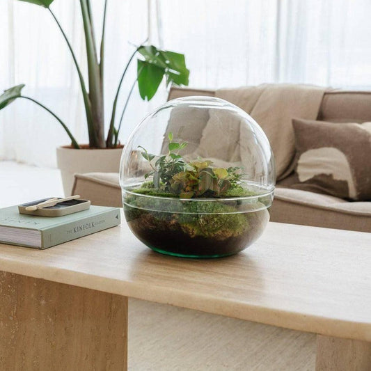 Biodome Flaschengarten Ökosystem im Glas Ficus Ginseng Bonsai ↕30cm / ⌀30cm - Growing Concepts