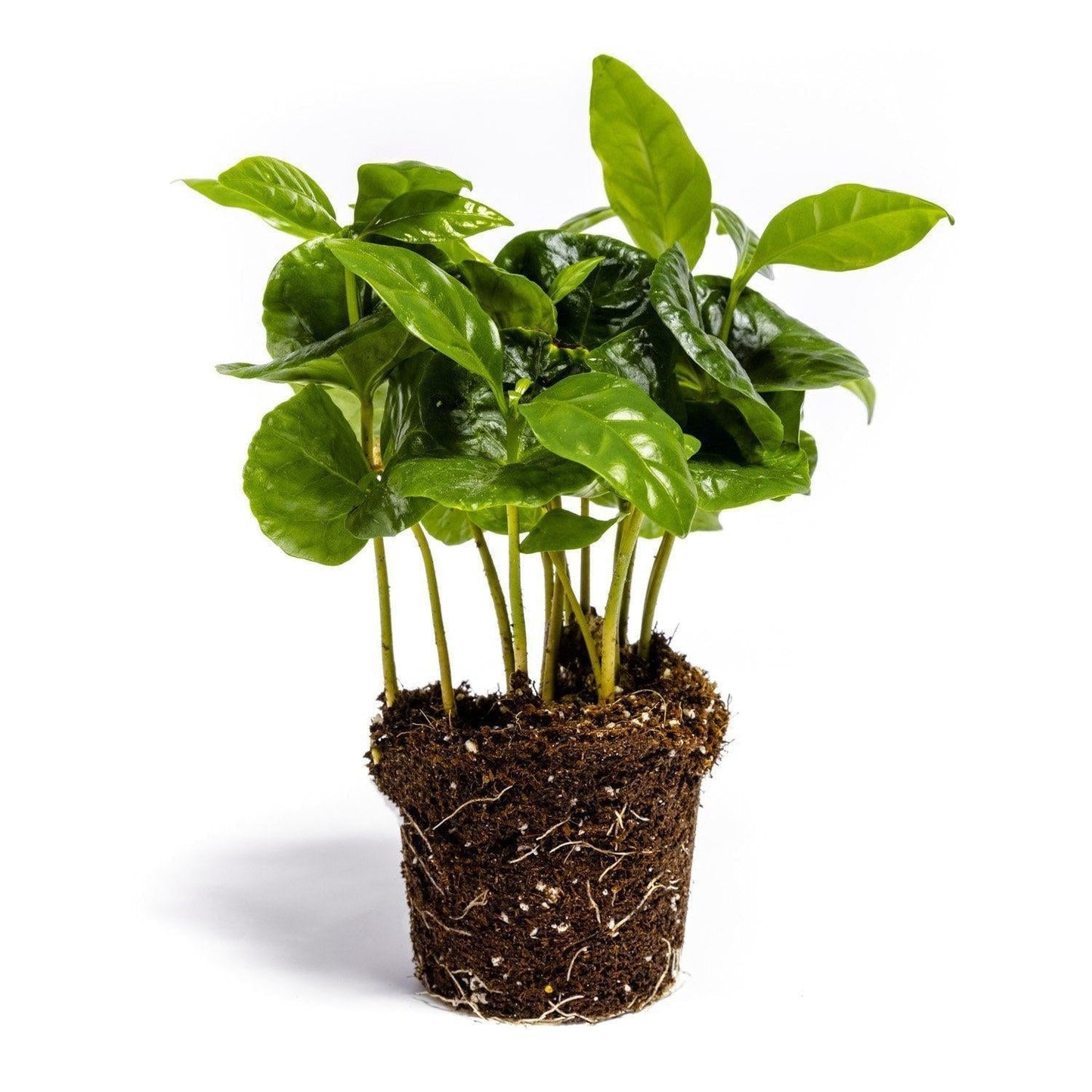 Coffea Arabica Plant - ↕15Cm - Growing Concepts