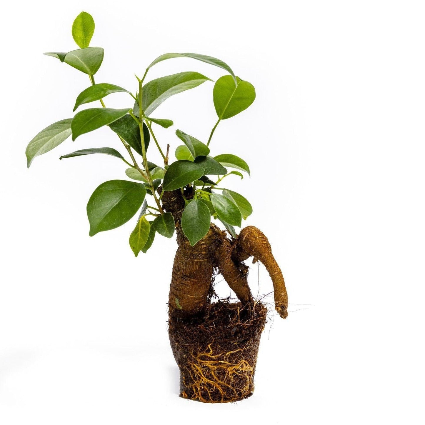 Ficus Ginseng Plant - ↑15Cm / Ø6Cm - Growing Concepts