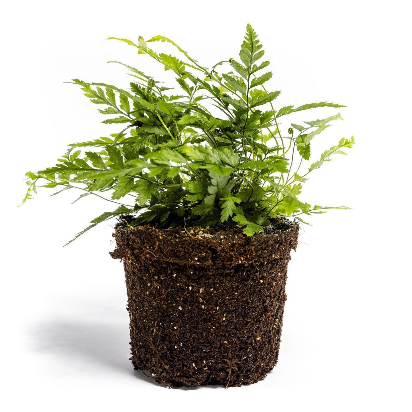 Varen Plant - ↑15Cm - Growing Concepts
