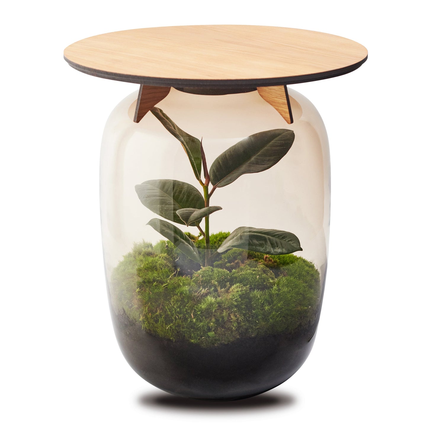 Flaschengarten - Couchtisch "Ceres Ficus" - ↑ 45cm - Growing Concepts
