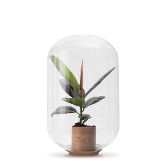 Zimmerpflanze Glaskuppel "Moira Ficus Elastica" XL Ökosystem ↕40Cm / ⌀25Cm