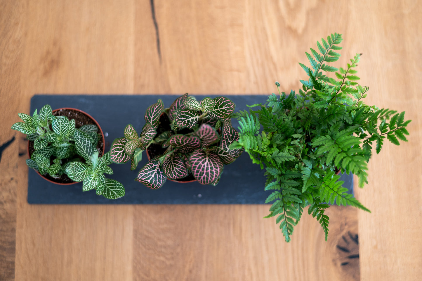 Flaschengarten Ökosystem: Pflanzen im Glas "Erlenmeyer" ↑35cm / ⌀30cm - Growing Concepts