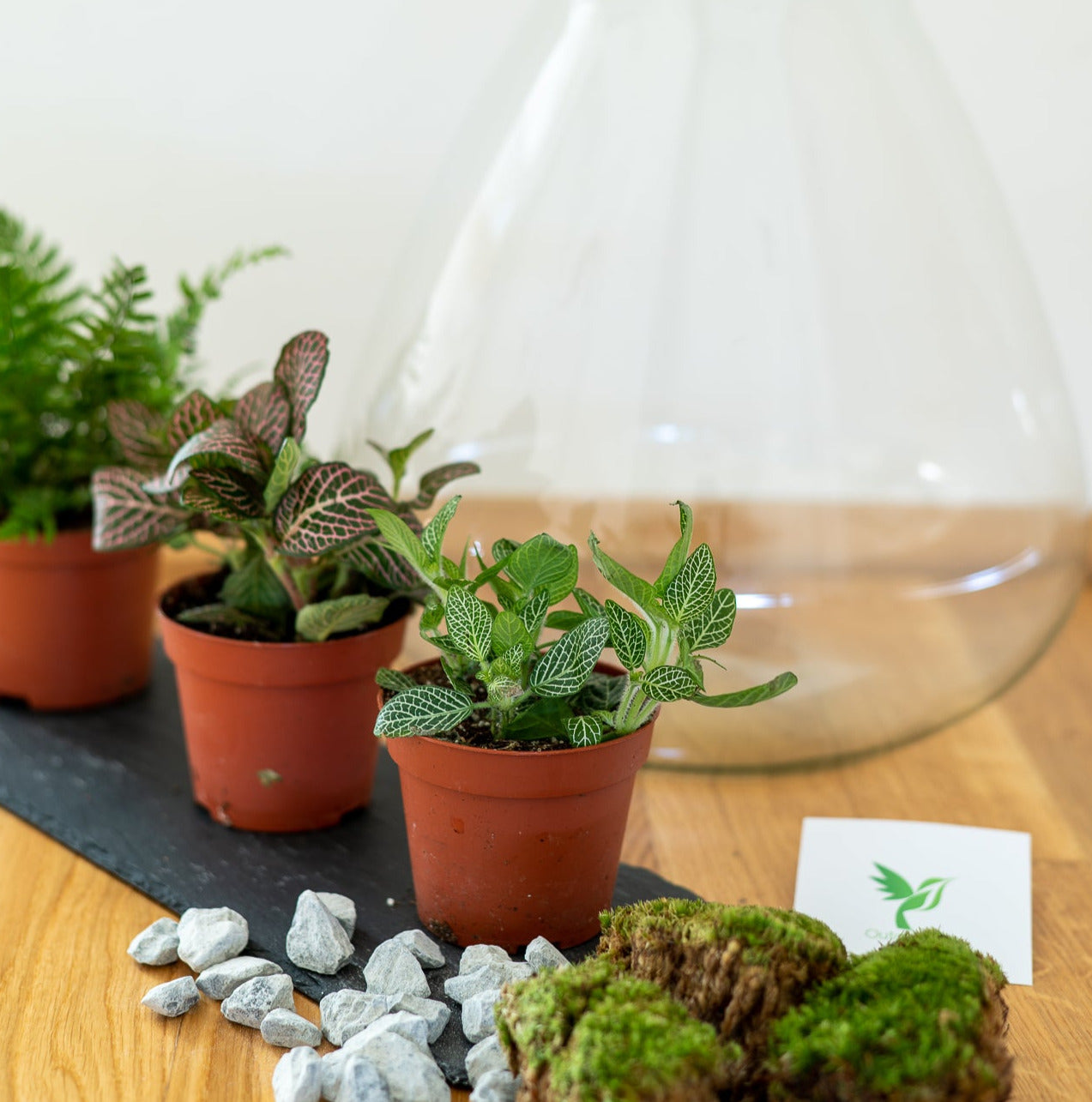 Flaschengarten Ökosystem: Pflanzen im Glas "Erlenmeyer" ↑35cm / ⌀30cm - Growing Concepts
