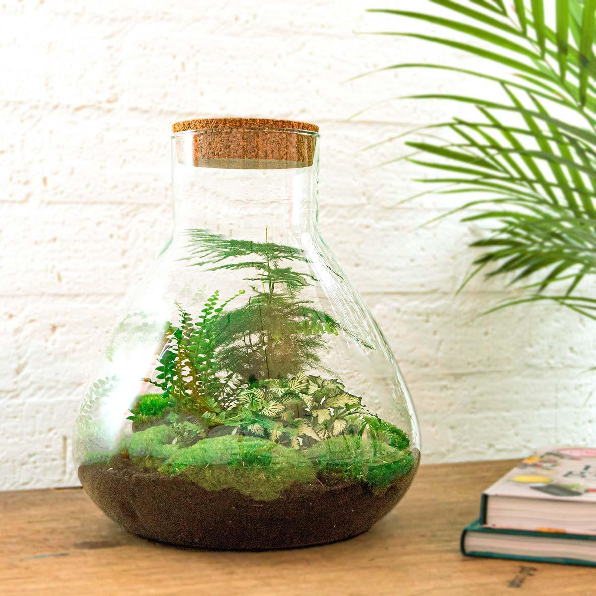 Flaschengarten Ökosystem: Pflanzen im Glas Sam XL ↑35cm / ⌀30cm - Everspring