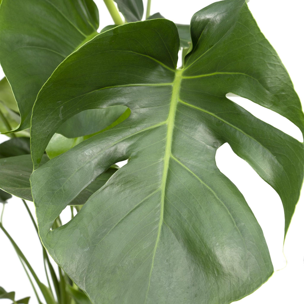 Monstera Deliciosa - Gatenplant - 65cm - Ø21 - Flora Logistics