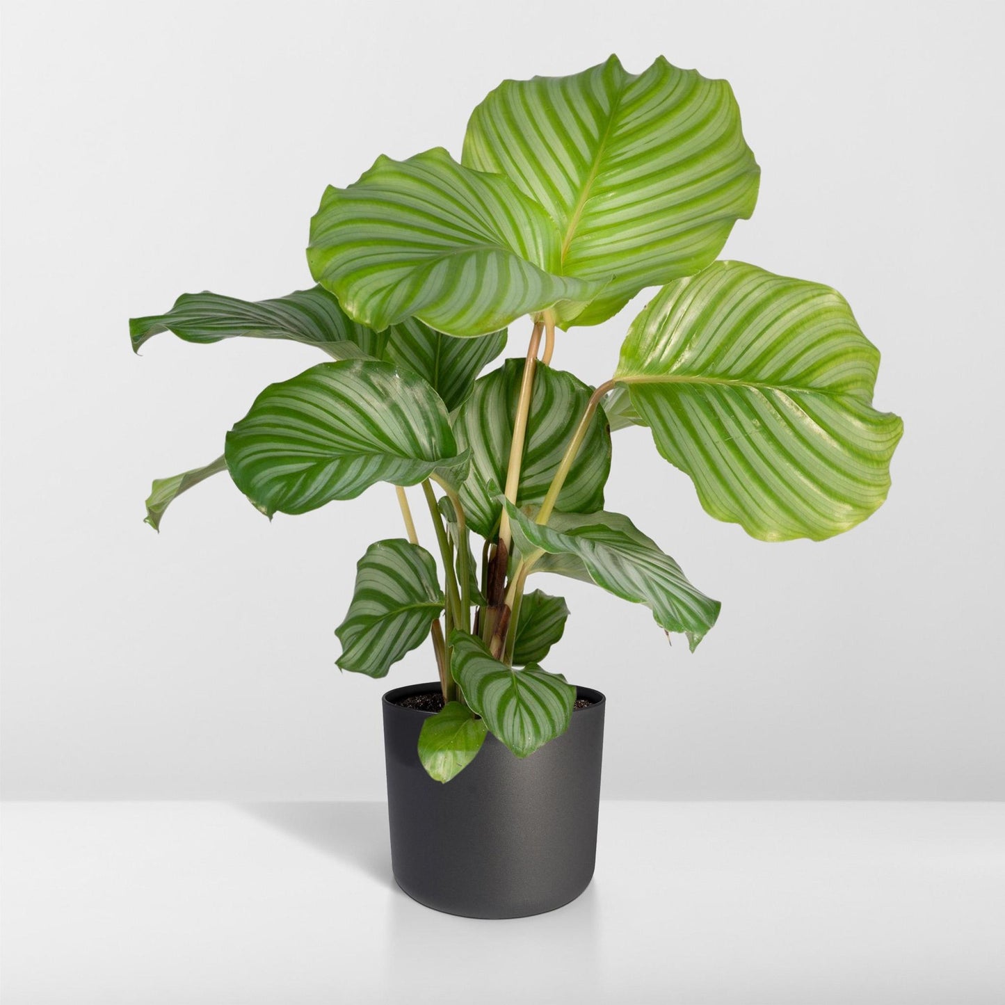 Calathea Orbifolia - 50cm - ø14 - Flora Logistics