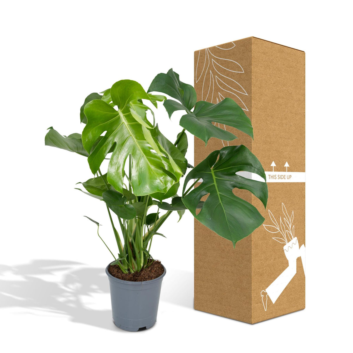 Monstera Deliciosa - Gatenplant - 65cm - Ø21 - Flora Logistics