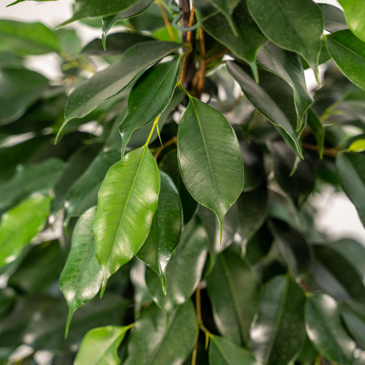 Ficus benjamina Danielle + Korb Igmar - ↨95cm - Ø21cm - Everspring
