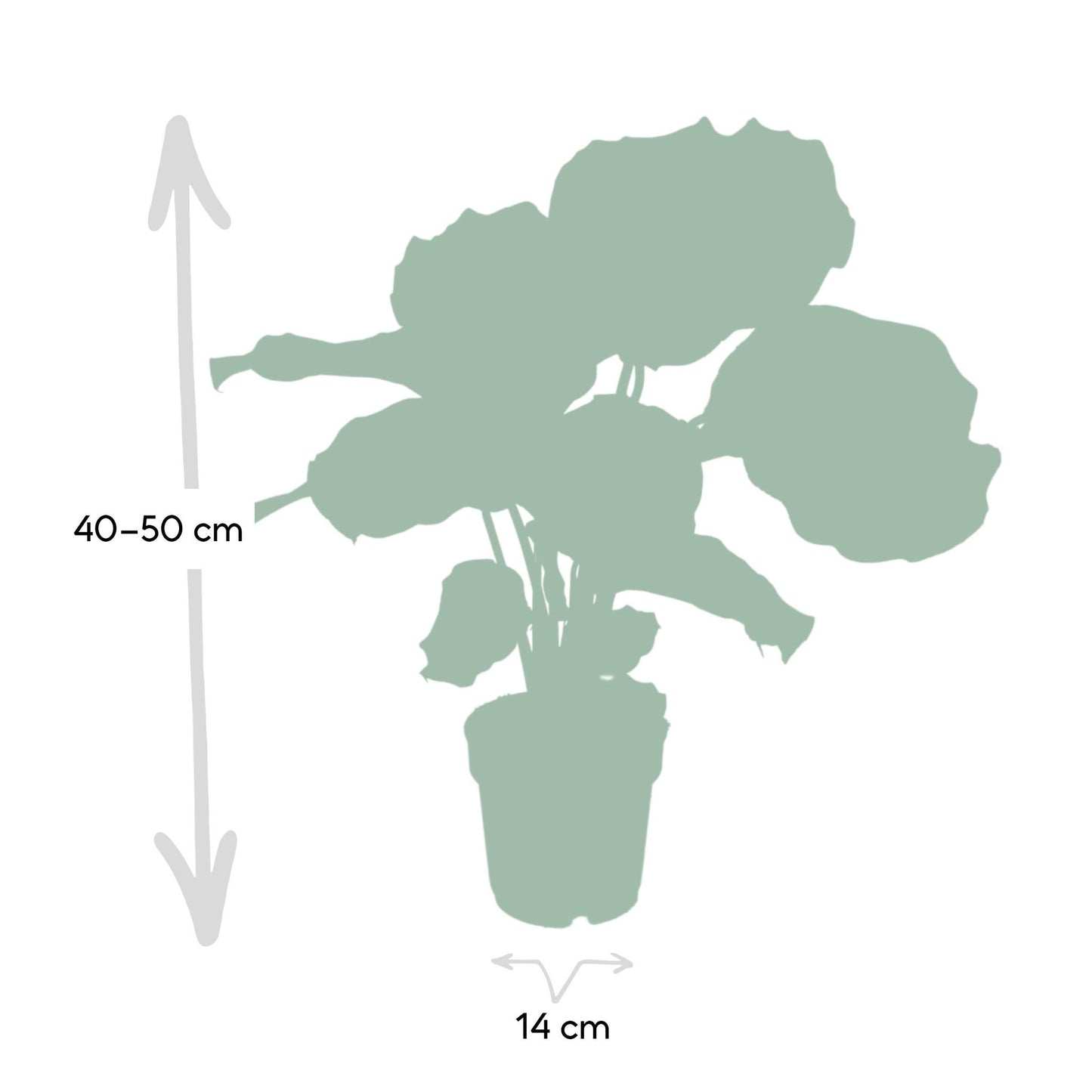 Calathea Orbifolia - 50cm - ø14 - Flora Logistics