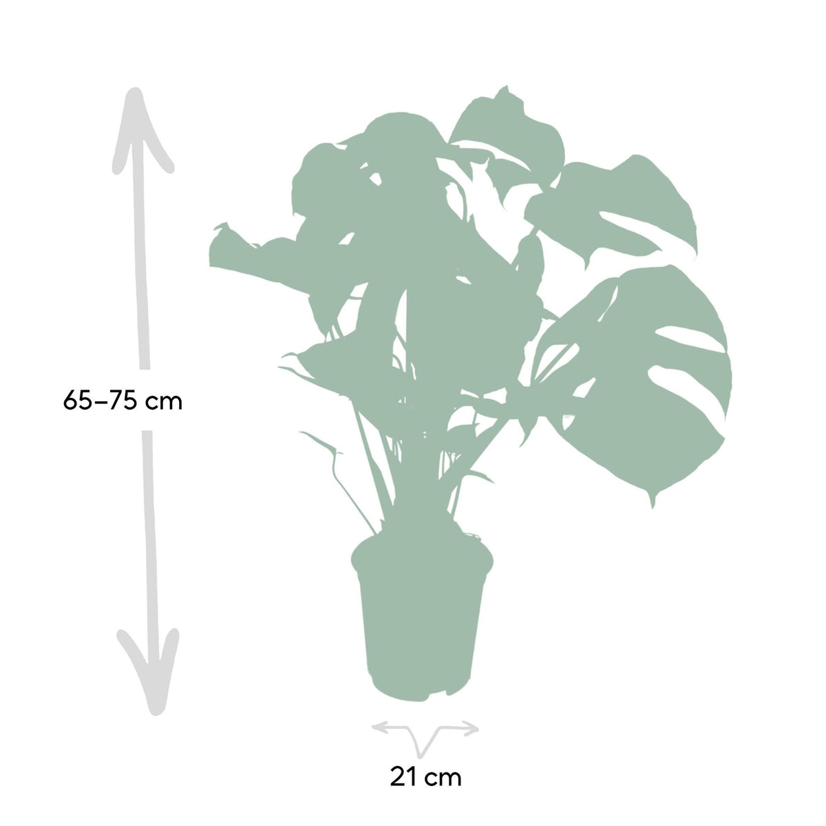 Monstera Deliciosa - Gatenplant - 65cm - Ø21 - Flora Logistics
