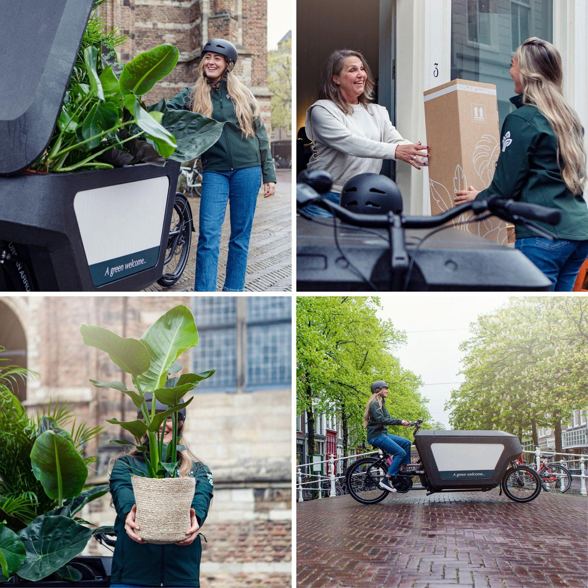 Monstera Deliciosa - Gatenplant - 65cm - Ø21 - Flora Logistics