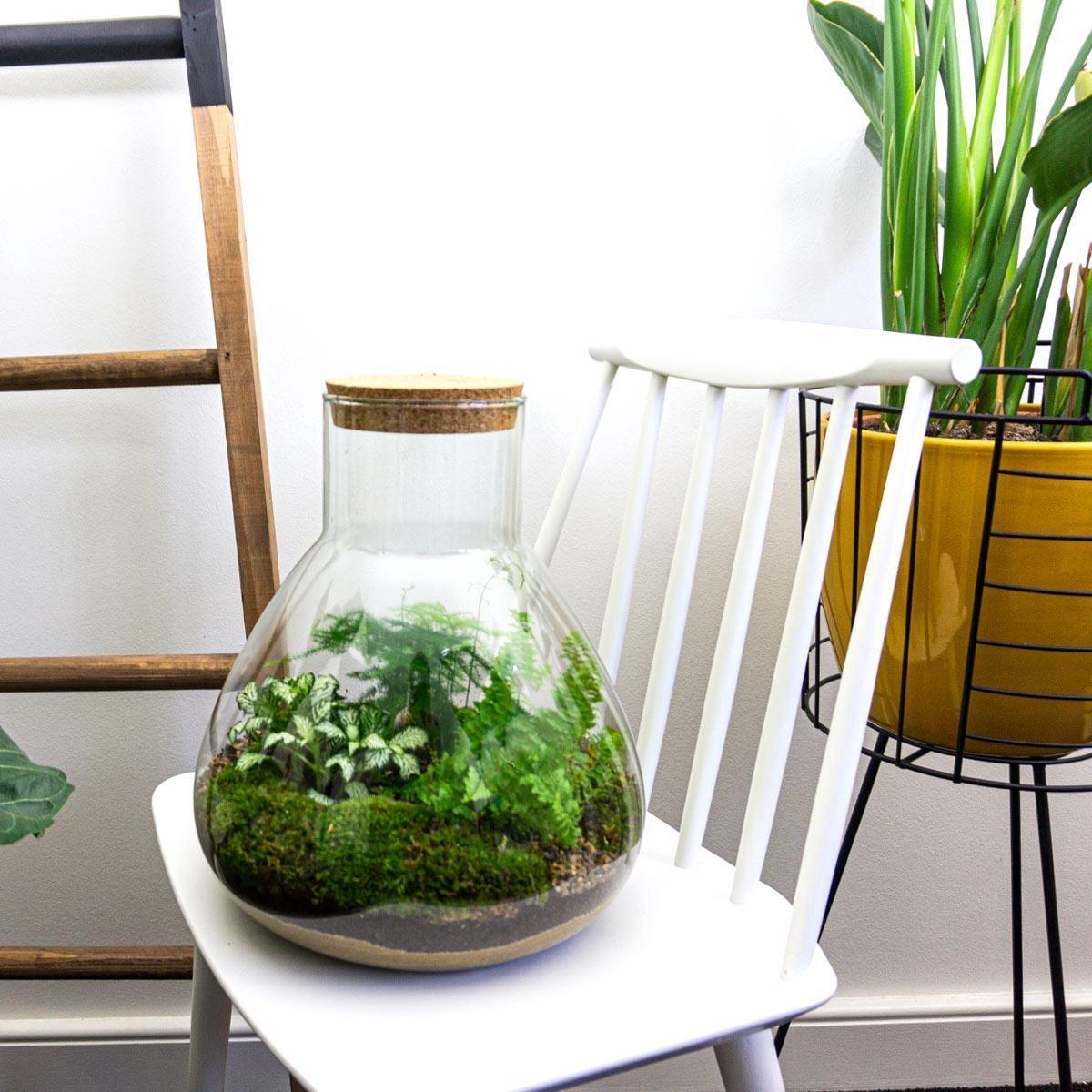 Flaschengarten Ökosystem: Pflanzen im Glas Sam XL ↑35cm / ⌀30cm - Everspring