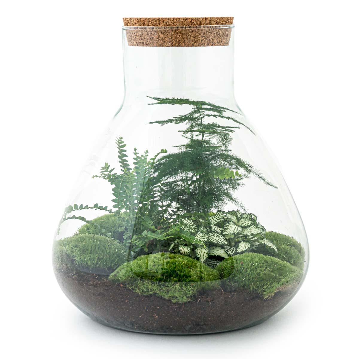 Flaschengarten Ökosystem: Pflanzen im Glas Sam XL ↑35cm / ⌀30cm - Everspring
