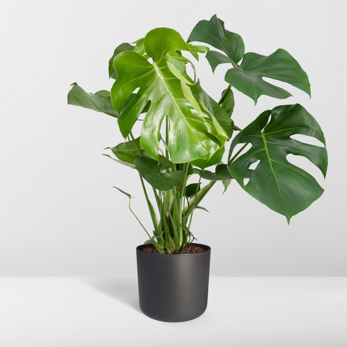 Monstera Deliciosa - Gatenplant - 65cm - Ø21 - Flora Logistics