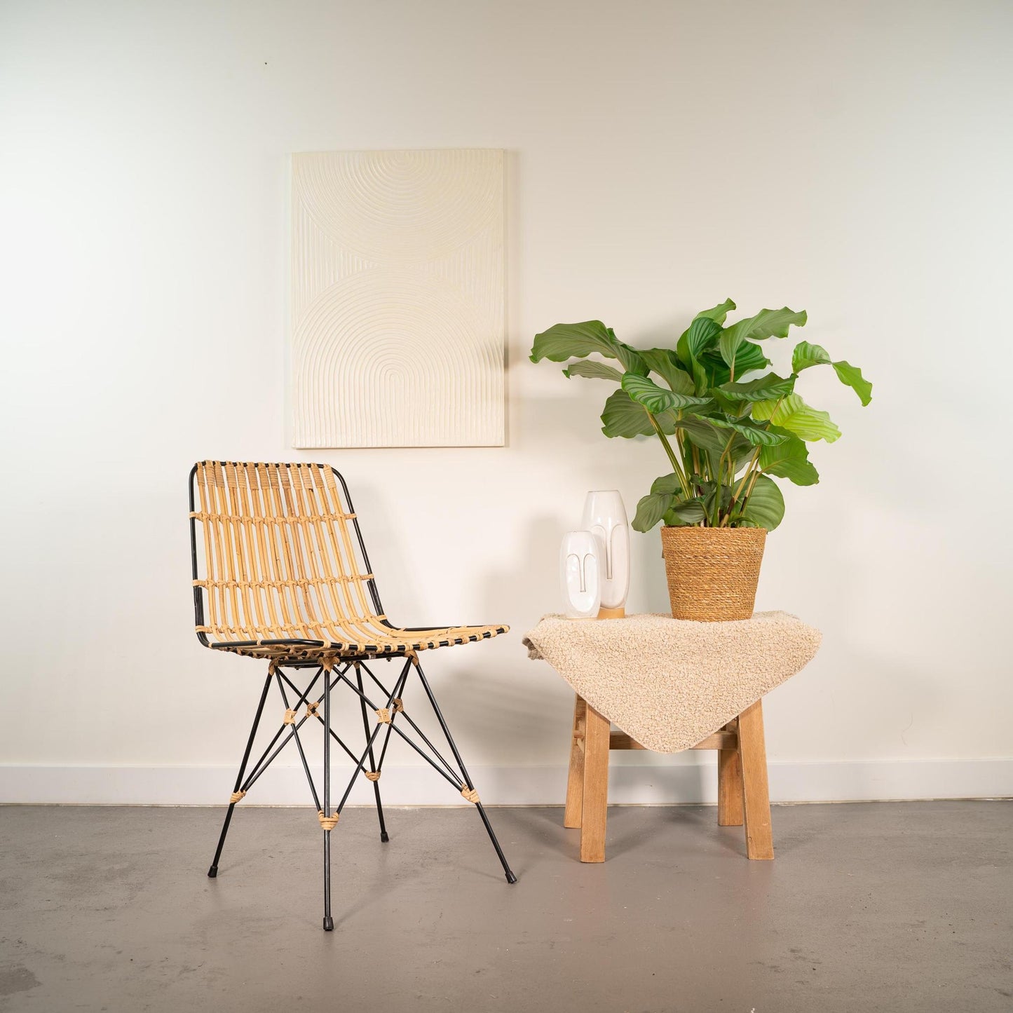 Calathea Orbifolia met mand - 65-75cm hoog, ø19cm - Kamerplant - Schaduwplant - Luchtzuiverend - Vers van de kwekerij - Flora Logistics