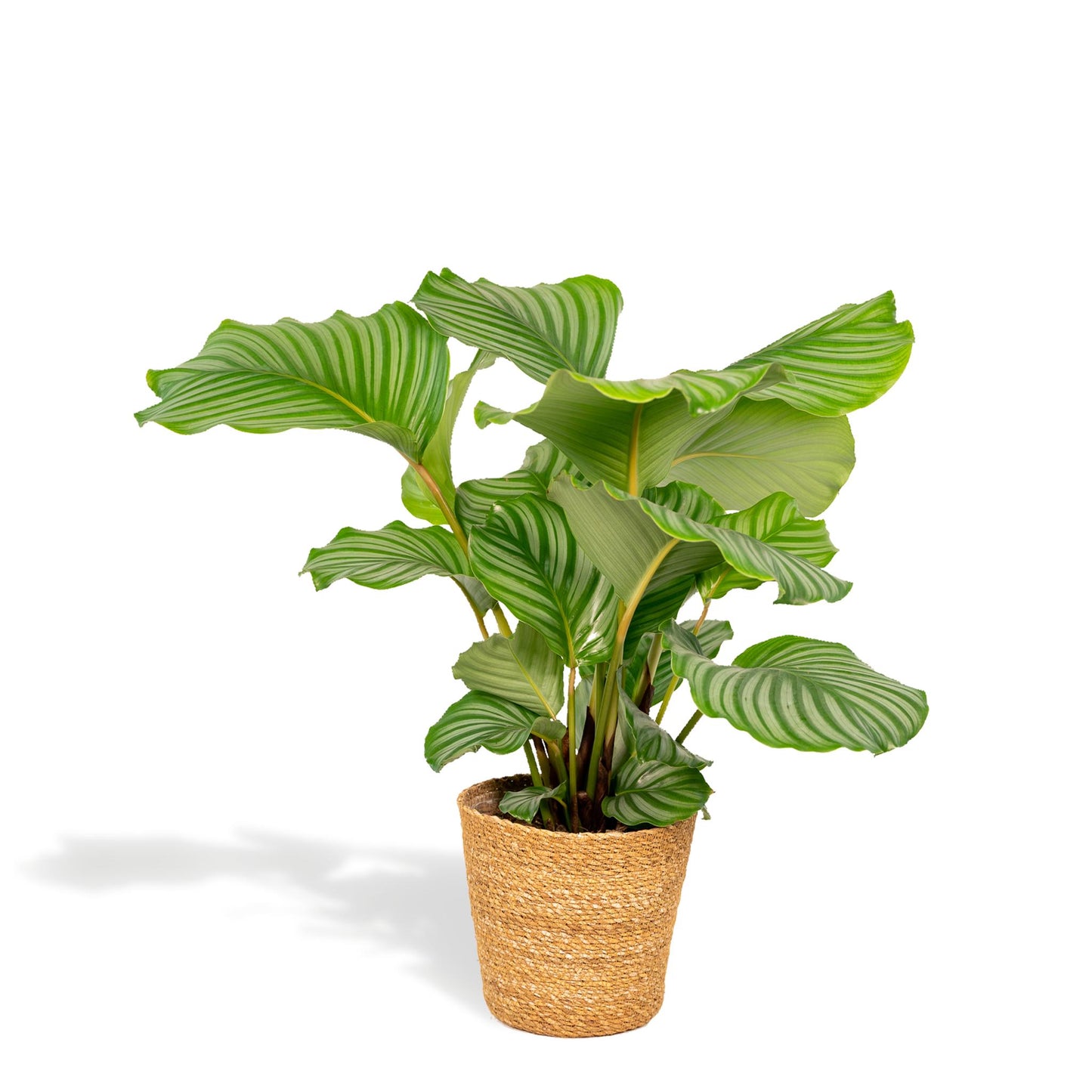 Calathea Orbifolia met mand - 65-75cm hoog, ø19cm - Kamerplant - Schaduwplant - Luchtzuiverend - Vers van de kwekerij - Flora Logistics