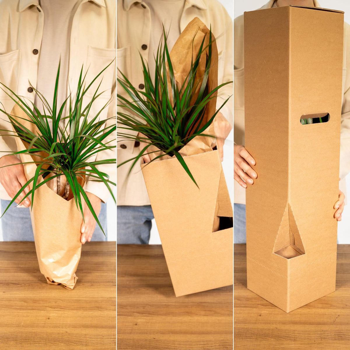 Monstera Deliciosa - Gatenplant - 65cm - Ø21 - Flora Logistics