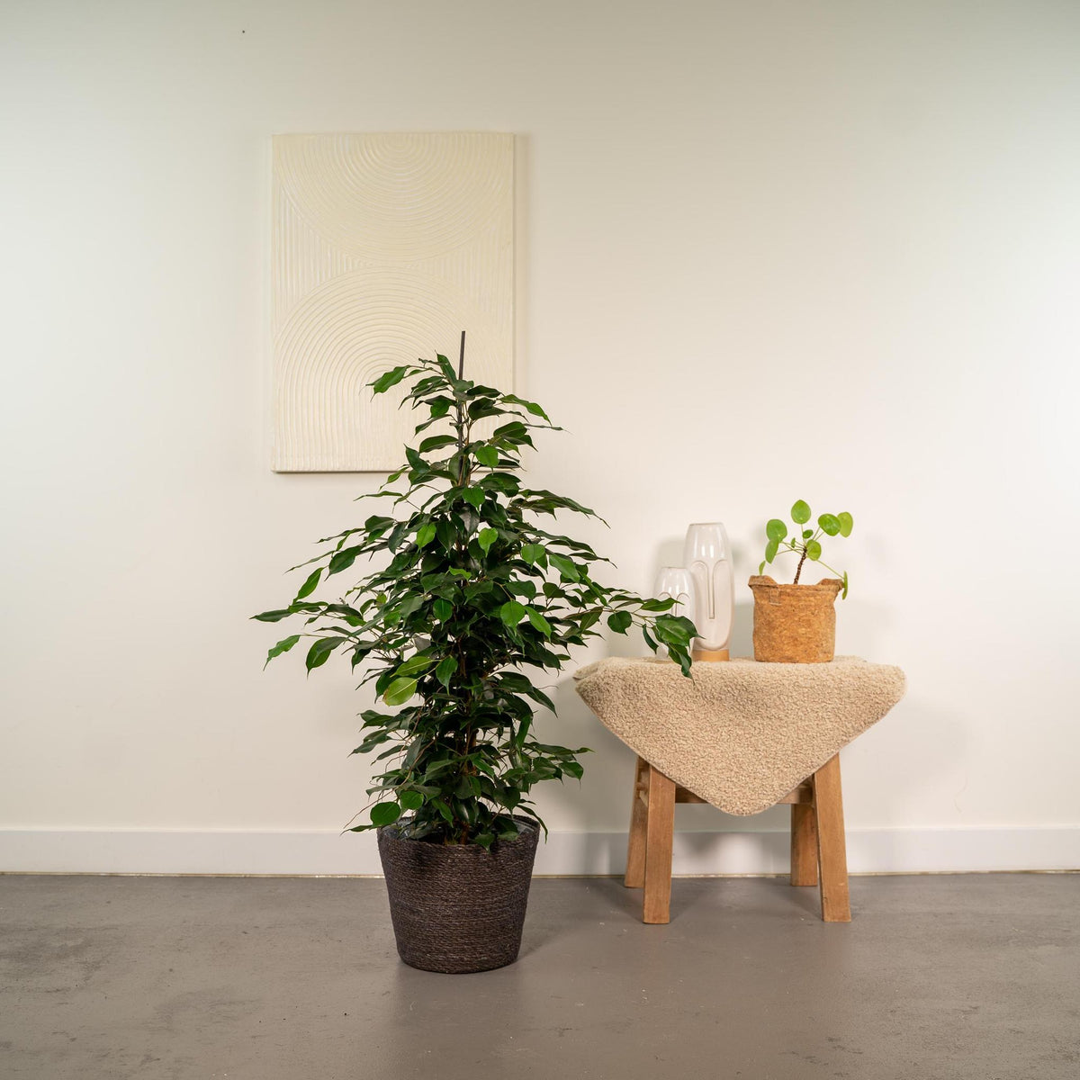 Ficus benjamina Danielle + Korb Igmar - ↨95cm - Ø21cm - Everspring