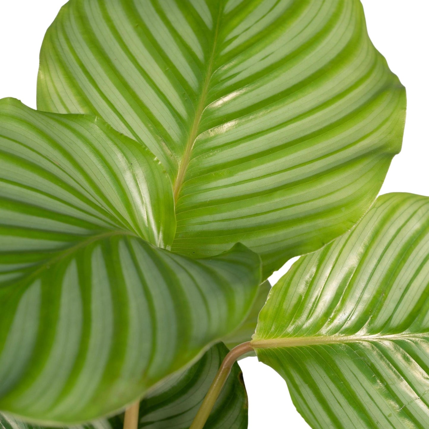Calathea Orbifolia - 50cm - ø14 - Flora Logistics
