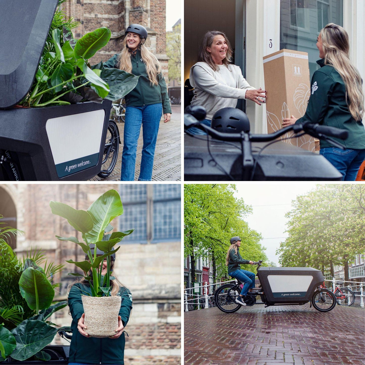 Calathea Orbifolia - 50cm - ø14 - Flora Logistics
