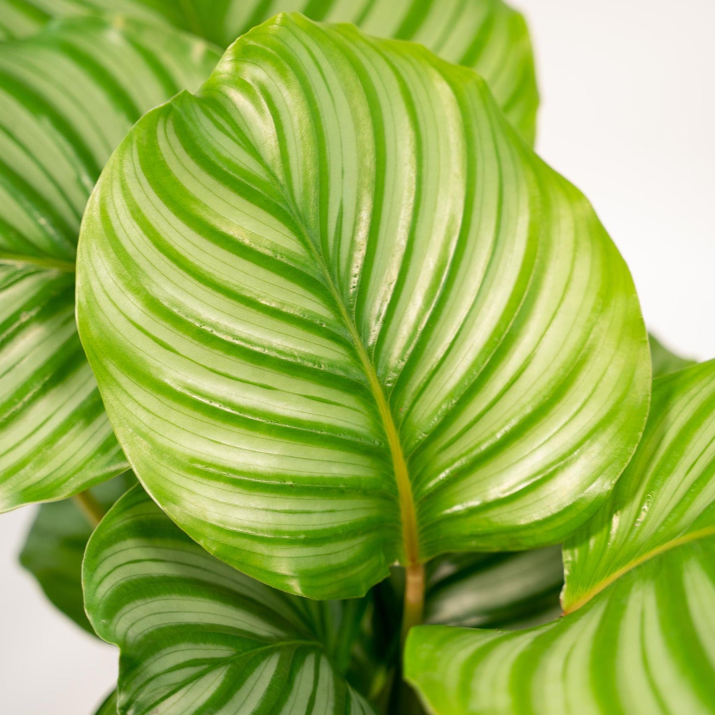 Calathea Orbifolia met mand - 65-75cm hoog, ø19cm - Kamerplant - Schaduwplant - Luchtzuiverend - Vers van de kwekerij - Flora Logistics