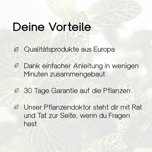 Zimmerpflanze Glaskuppel "Moira Ficus Elastica" XL Ökosystem ↕40Cm / ⌀25Cm - Growing Concepts