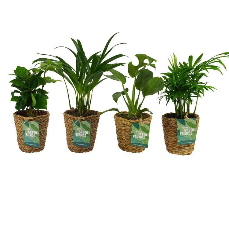 Pflanzensets