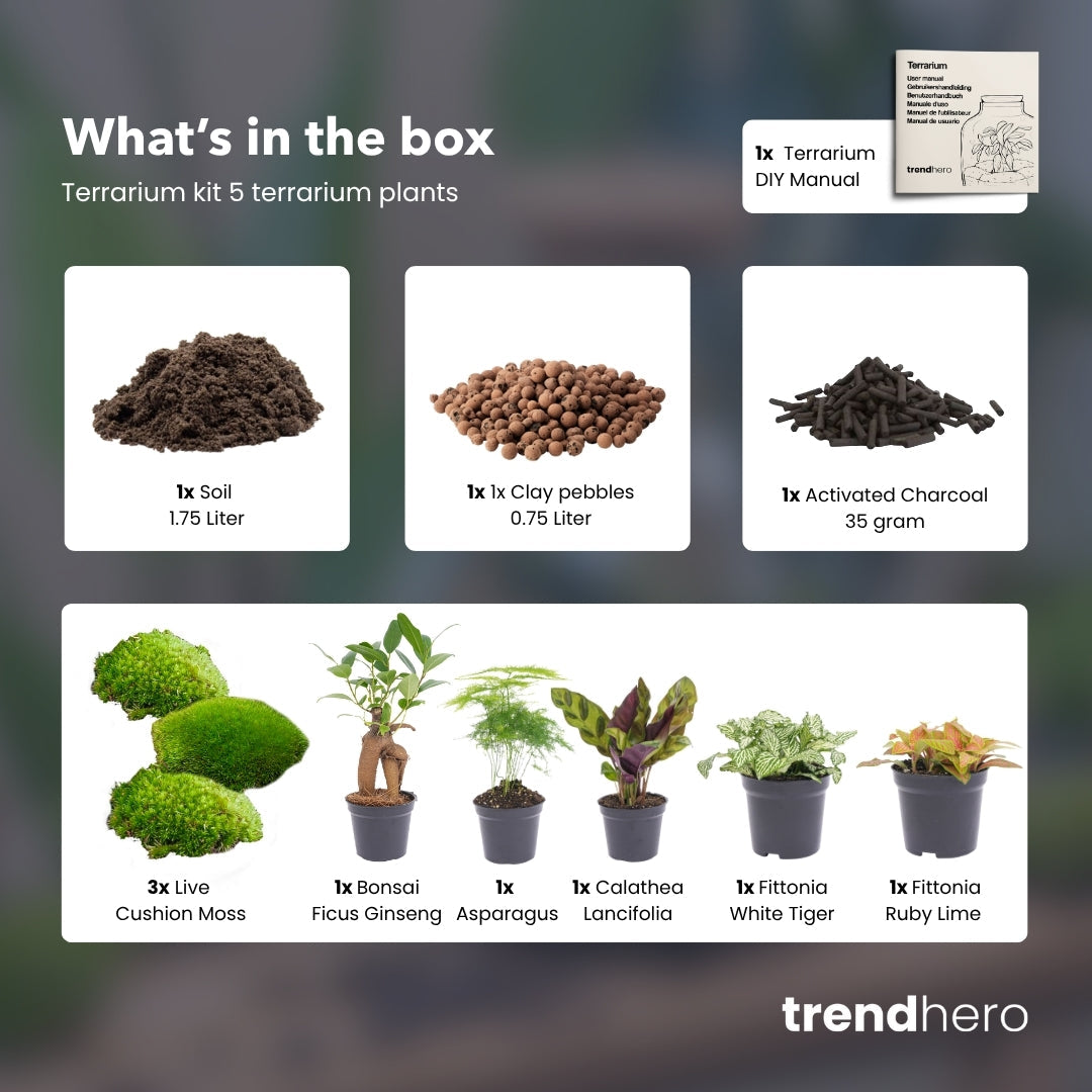 Flaschengarten-Pflanzenset „Mix“: Calathea, Ficus Ginseng, Asparagus und zwei Fittonia – Set-Inhalt ausgepackt