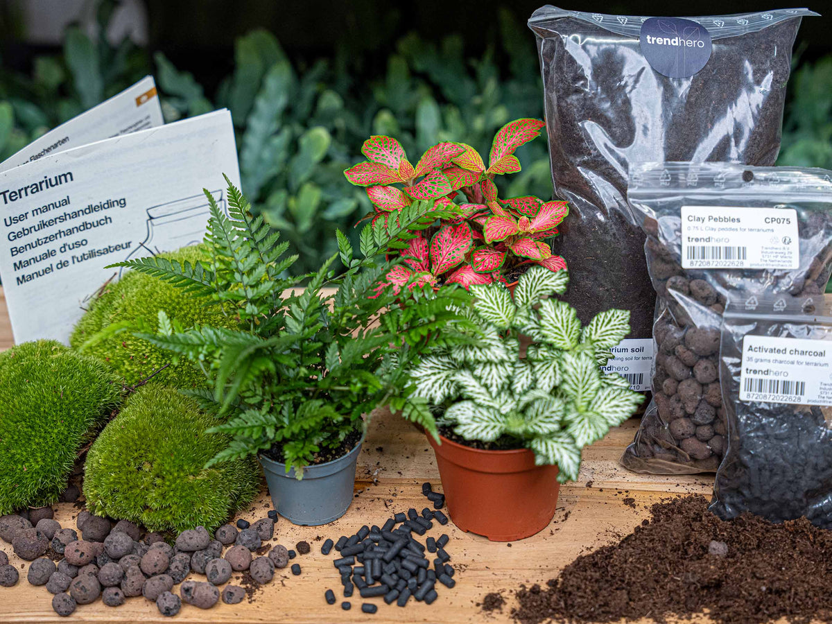 Flaschengarten-Pflanzenset „Farn“ – 3 Pflanzen, Moos & Erde (Ø 20–30 cm) - Urban Jungle